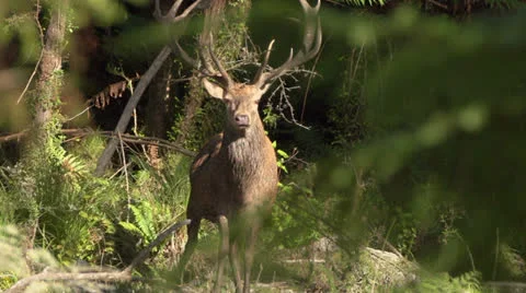 Stag looking for danger through foliage in forest. Stock Footage 22615938