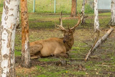 Stag lying down Stock Photos
