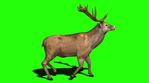 Stag or deer on green screen with Alpha Channel seamless loopable. Stock Footage 137150019