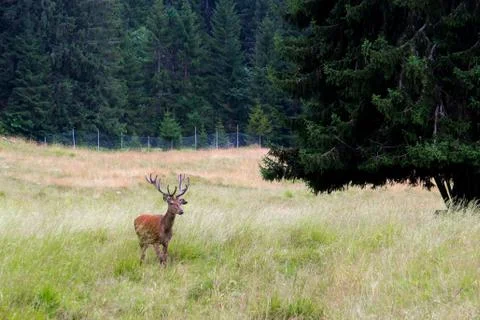 Stag in a park Foto stock