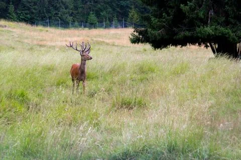 Stag in a park Stock Photos