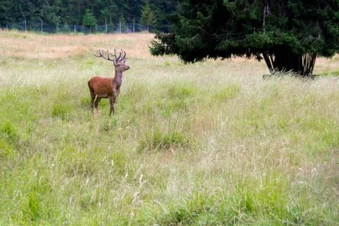 Stag in a park Stock Photos
