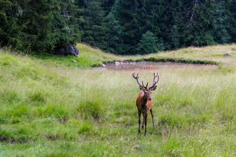 Stag in a park Stock Photos