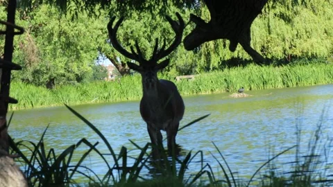 Stag in a Pond Video stock 133608767