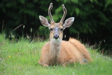 A stag resting on grass. Stock Photos