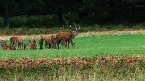 A Stag in Richmond Park Stock Footage 8521041