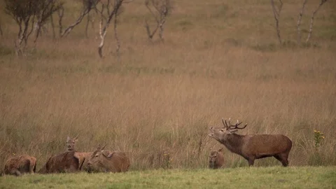 STAG ROARING HINDS 4K Stock Footage 90478769