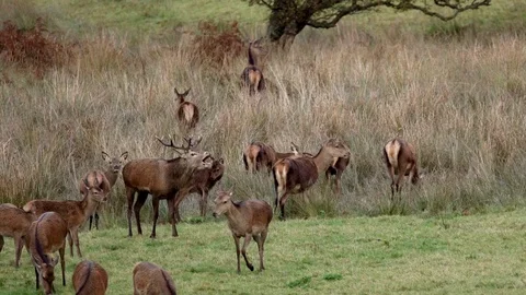 STAG ROARING HINDS HD Stock Footage 90629225