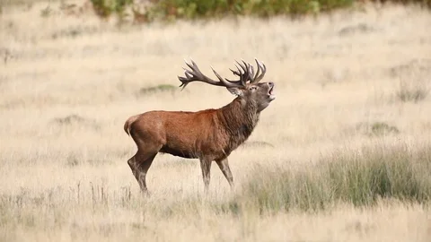 Stag roaring or bolving during the annual rut Stock Footage 117708749