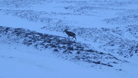 Stag in the Scottish Highlands Stock Footage