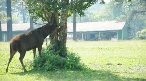 The stag is sharpening his antlers with tree at National Park, Thailand. Video stock 21995582