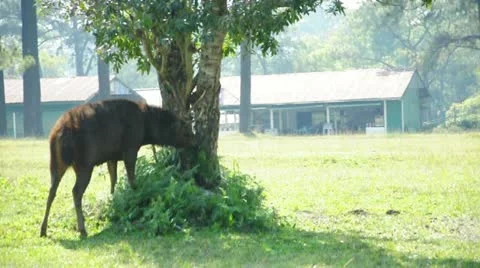 The stag is sharpening his antlers with tree at National Park, Thailand. Video stock 21996084
