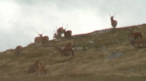 Stag shot dead 库存影片 33408389