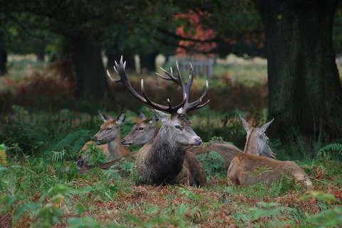 Stag sitting amongst group of does on bracken during rutting season Stock Photos