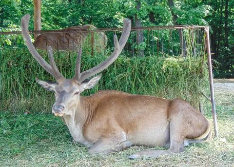 A stag is sitting. In Romania Photos