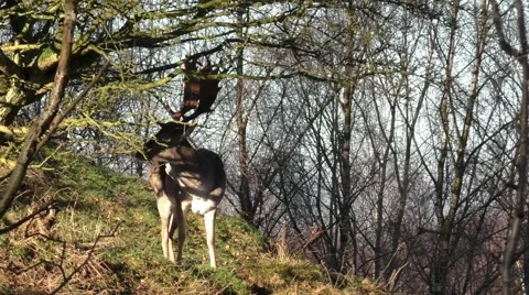 Stag viewed on a sunny day. Stock Footage 45599557