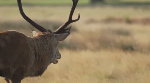 Stag walking Video stock 42865326