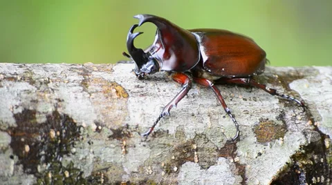 StagBeetle4 Stock Footage 35364101
