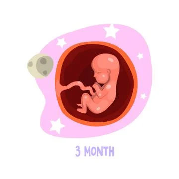 Stage of fetal development. Human anatomy. 3rd month of pregnancy. Vector Stock Illustration