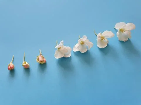 Stage flowering bud of fruit tree. Diagonal border of blossoming apple Stock Photos