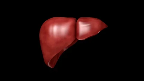 Stage of a Liver to the patient because of diseases like greasy Stock Footage