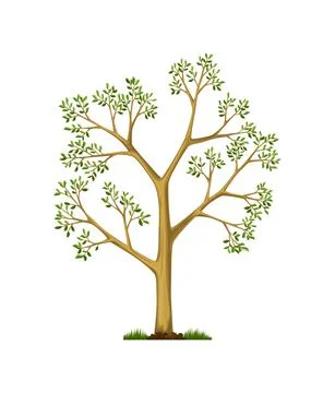 Stage of tree growth. Large tree growth with green leaf and branches. Nature Stock Illustration