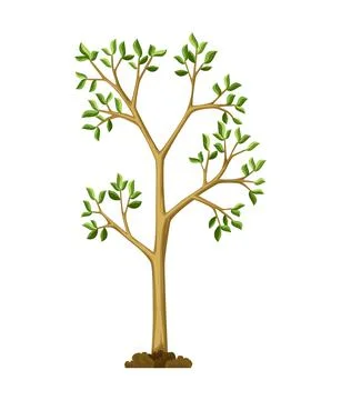 Stage of tree growth. Large tree growth with green leaf and branches. Nature Stock Illustration