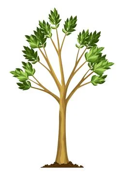 Stage of tree growth. Large tree growth with green leaf and branches Stock Illustration
