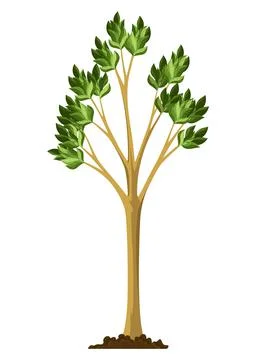 Stage of tree growth. Large tree growth with green leaf and branches Stock Illustration
