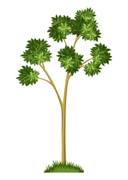 Stage of tree growth. Large tree growth with green leaf and branches Illustrazione stock