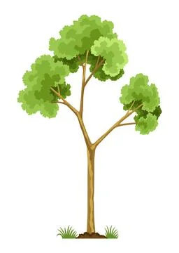 Stage of tree growth. Large tree growth with green leaf and branches Stock Illustration