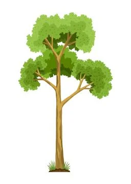 Stage of tree growth. Large tree growth with green leaf and branches Stock Illustration