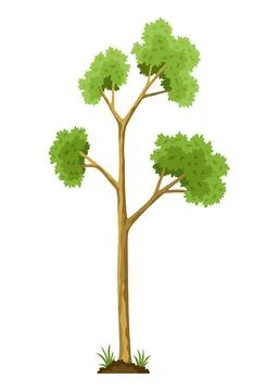 Stage of tree growth. Large tree growth with green leaf and branches Stock Illustration