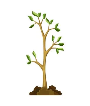 Stage of tree growth. Small tree growth with green leaf and branches. Nature Stock Illustration
