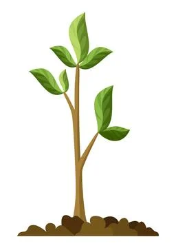 Stage of tree growth. Small tree growth with green leaf and branches Stock Illustration