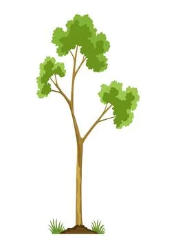 Stage of tree growth. Small tree growth with green leaf and branches Stock Illustration