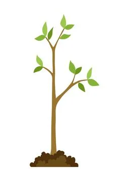 Stage of tree growth. Small tree growth with green leaf and branches Stock Illustration