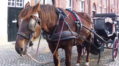 Stagecoach in waiting for tourists. Stock Footage 35640462