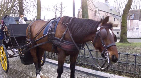 Stagecoach in waiting for tourists. Stock Footage 35702181