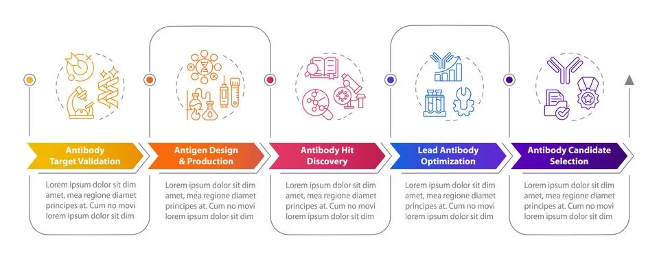Stages in antibody discovery rectangular infographics Ilustración de archivo