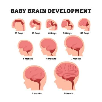 Stages of baby brain development process, educational medical poster design.. Stock Illustration