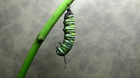 The stages of change become a cocoon. Stock Footage 145592471