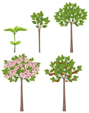Stages of Cherry Tree Growth Vector Illustrazione stock