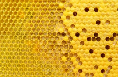 Stages of development of bee larvae. Bees Broods. Stock Photos