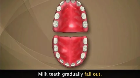 Stages of development of Human teeth Stock Footage 322538987