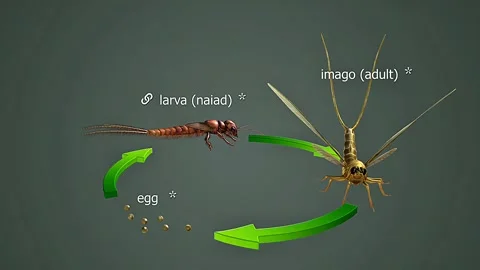 Stages of development of mayfly Stock Footage 307311872