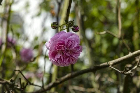 Stages of development of the rose blossom Stock Photos