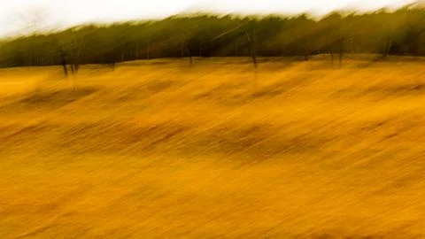 Stages at the edge of the forest Foto stock