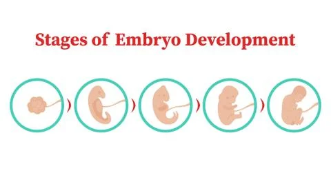 Stages of embryo development. Vector flat infographic icons. Stock Illustration