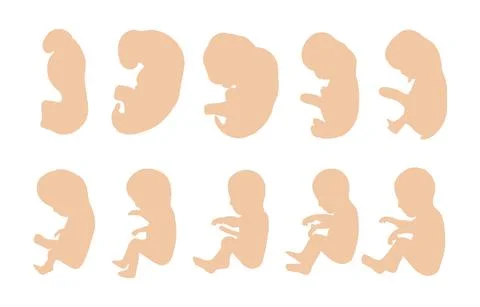 Stages of fetus development Stock Illustration